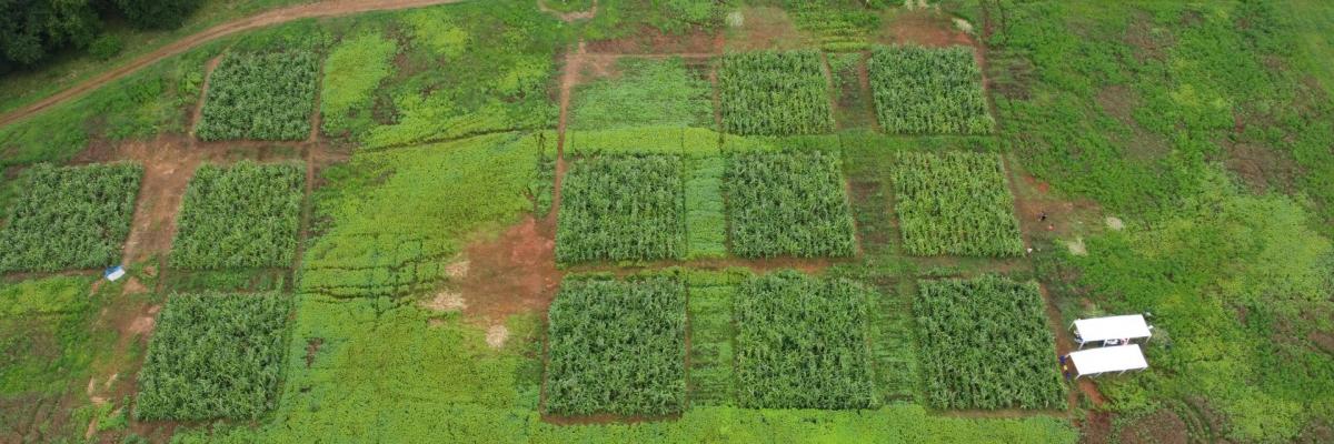Aerial view of 12 square plots of sorghum in a green field