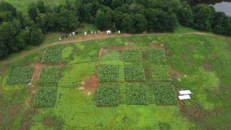 12 big sorghum plots in a green field