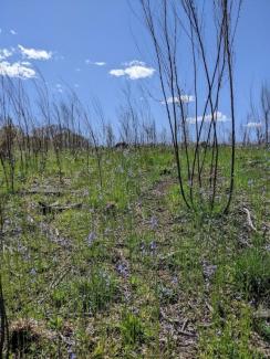 Photo of grassland dotted with blue toadflax blooms against a clear blue sky with few clouds